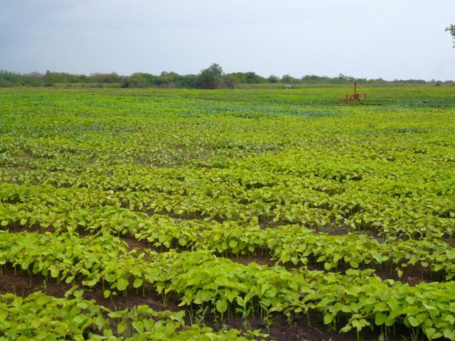 fertilizer